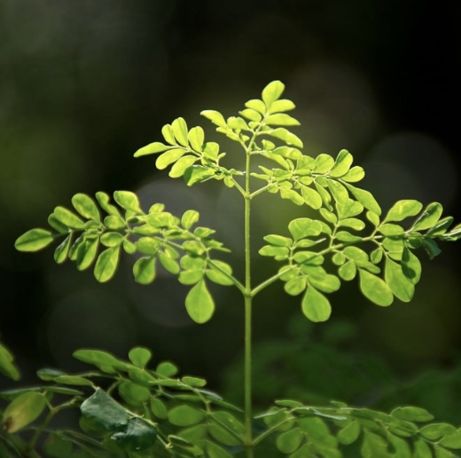 مورینگا سرشار از کوئرستین